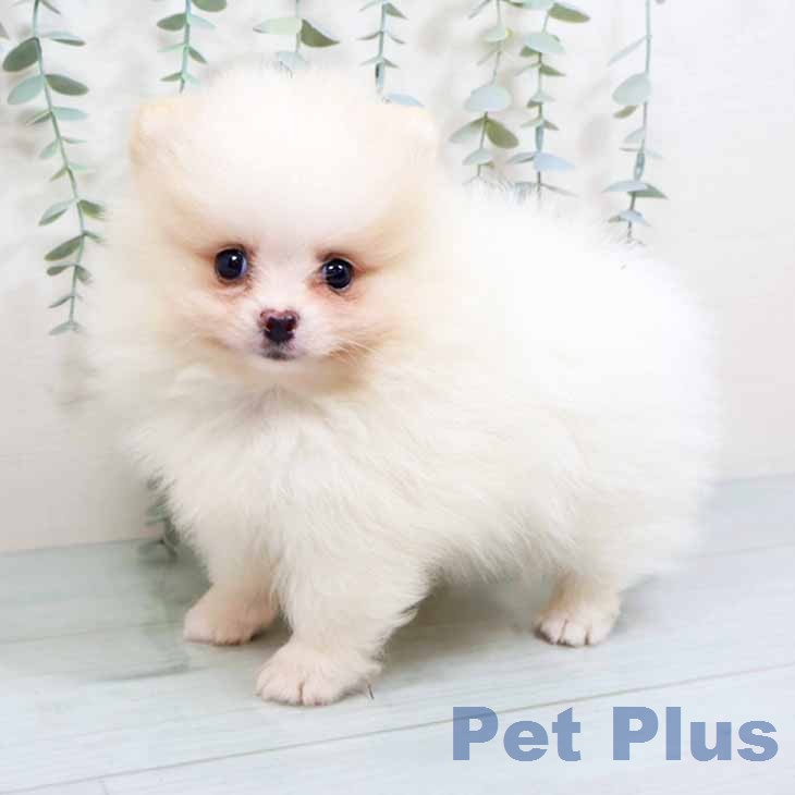 ポメラニアン
