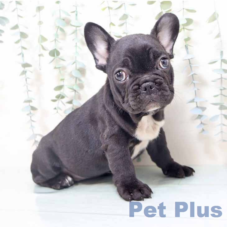 フレンチ・ブルドッグ