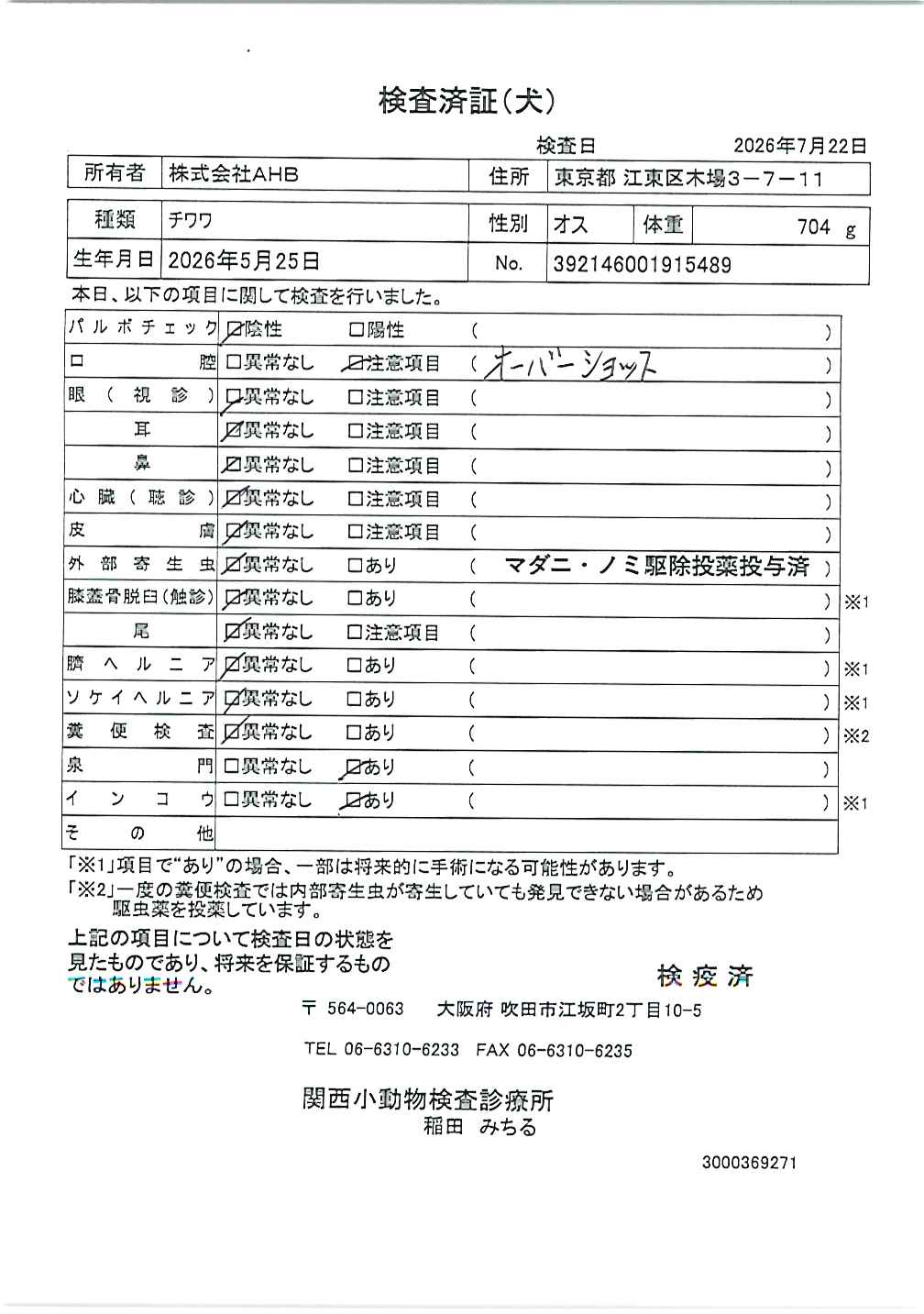 チワワ