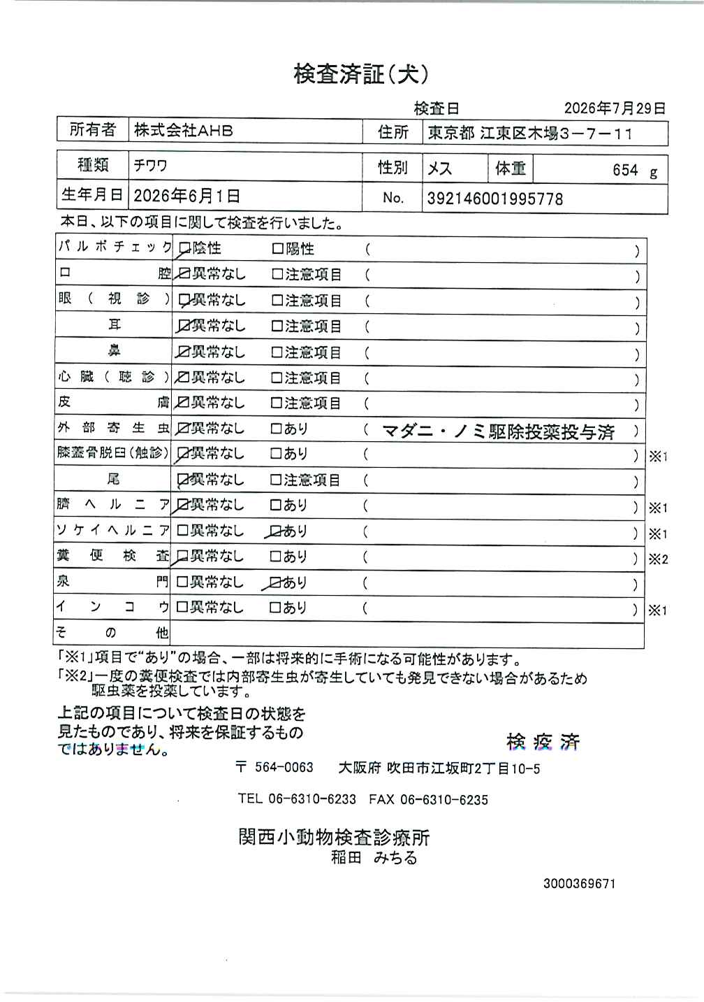 チワワ