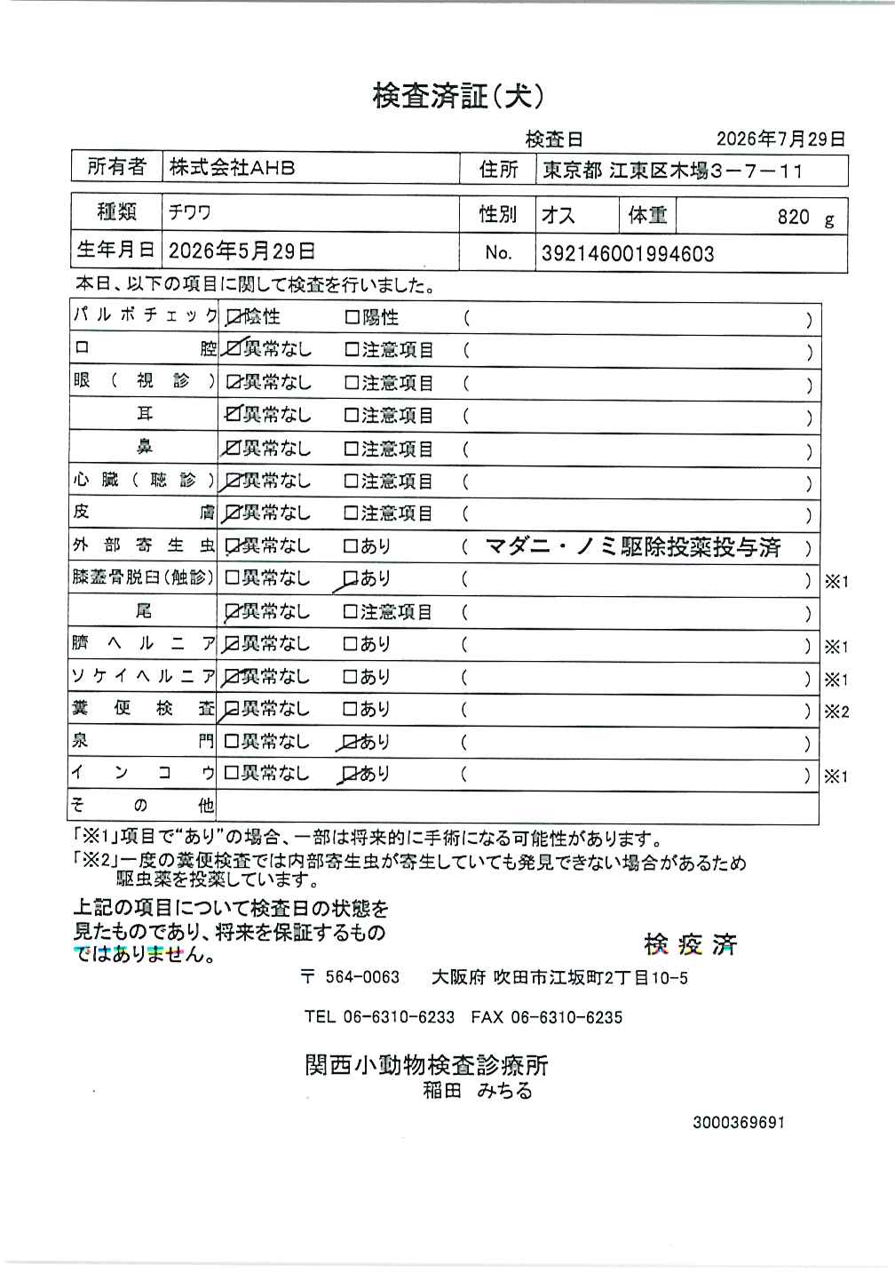 チワワ