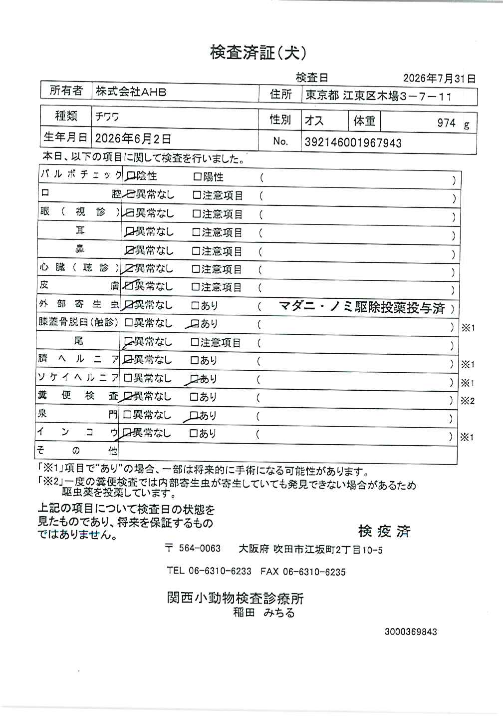 チワワ