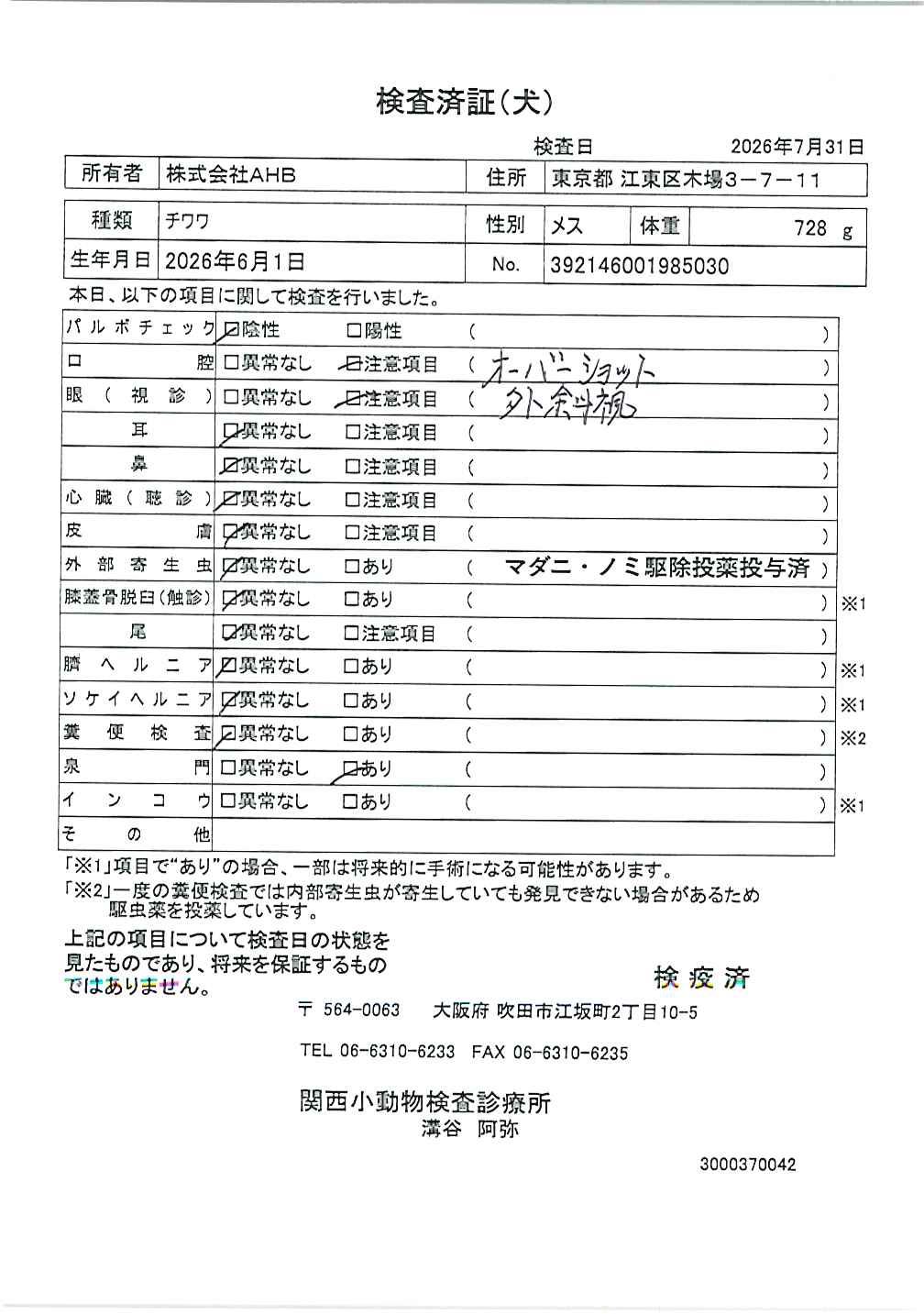 チワワ