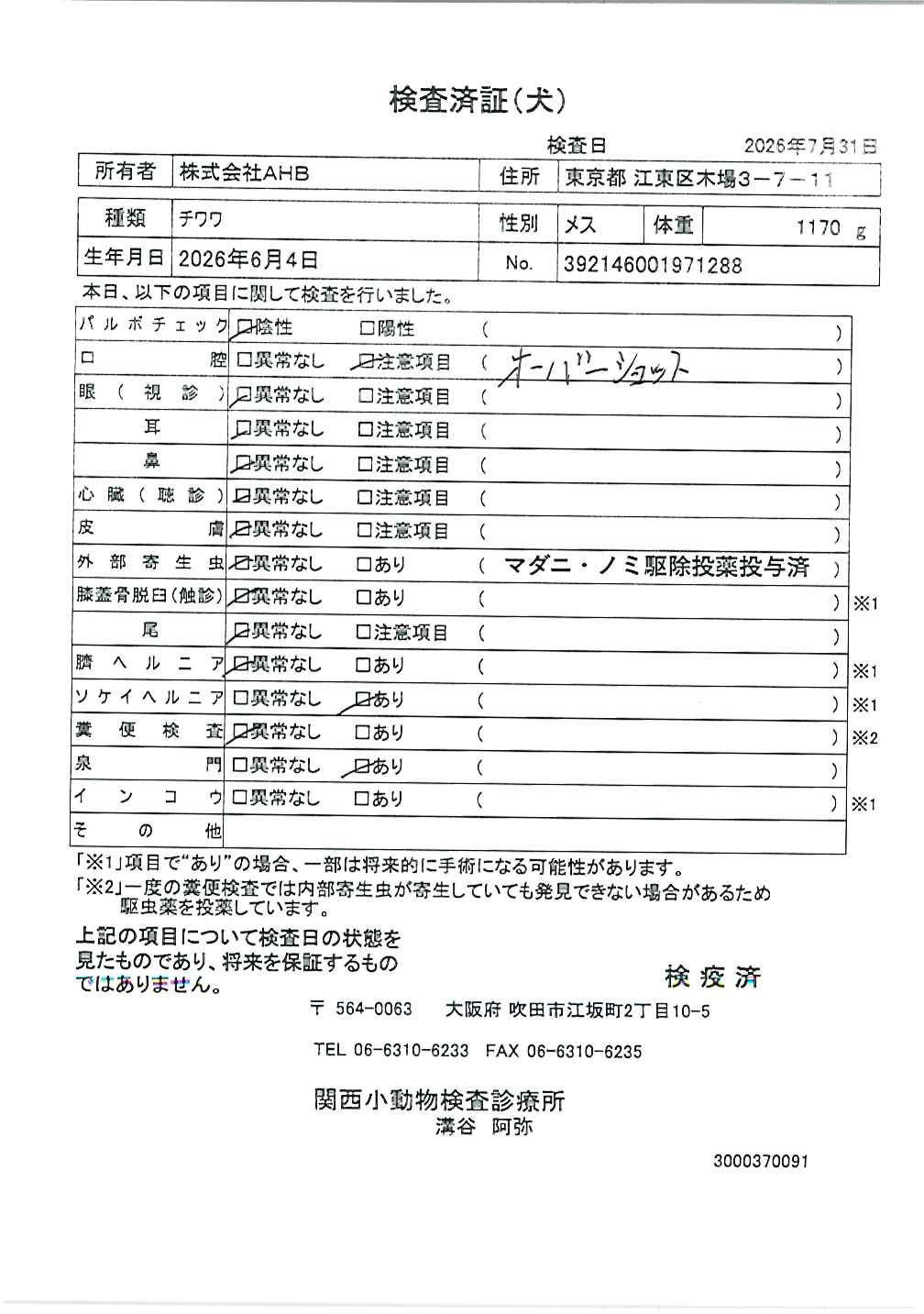 チワワ