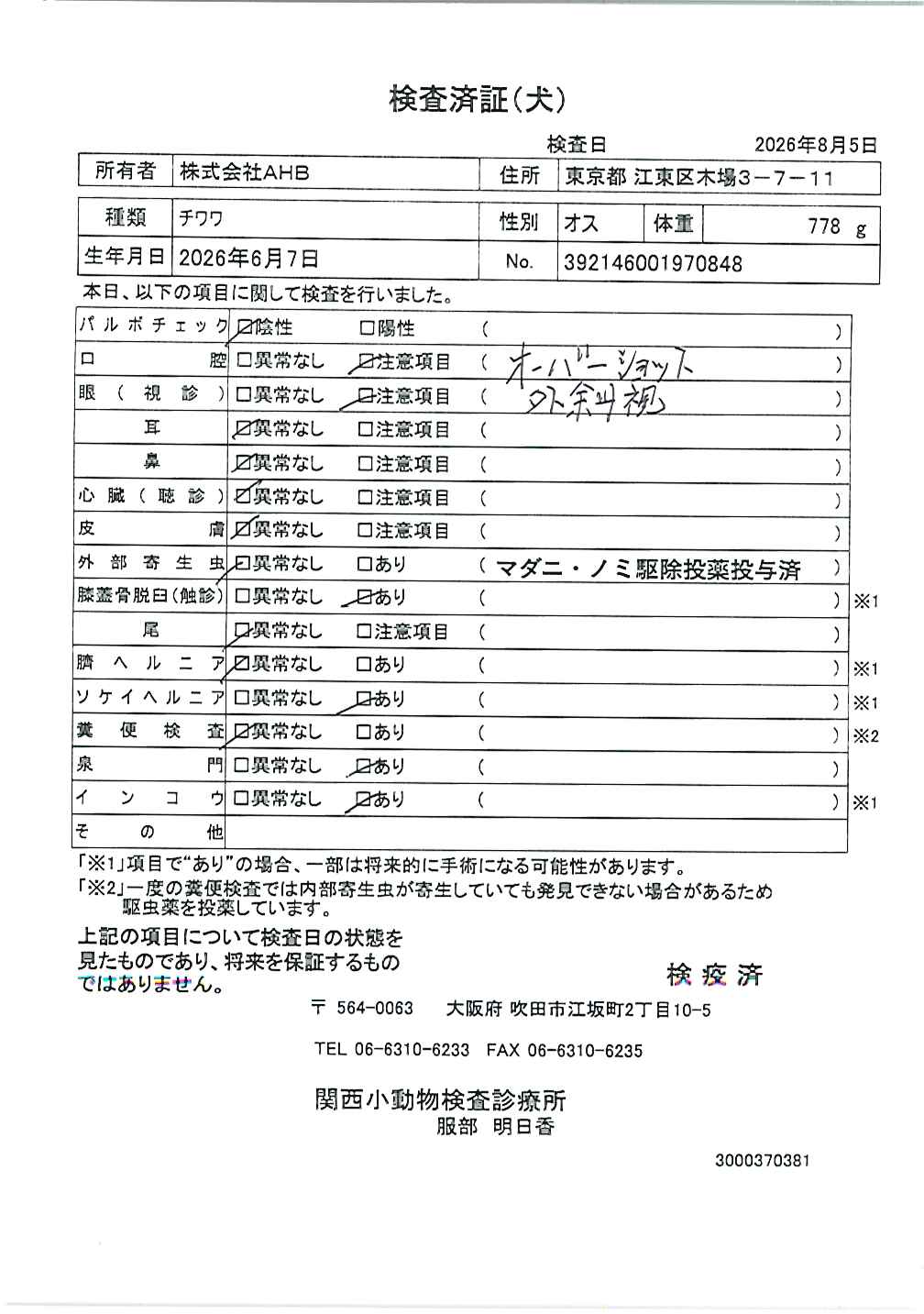 チワワ