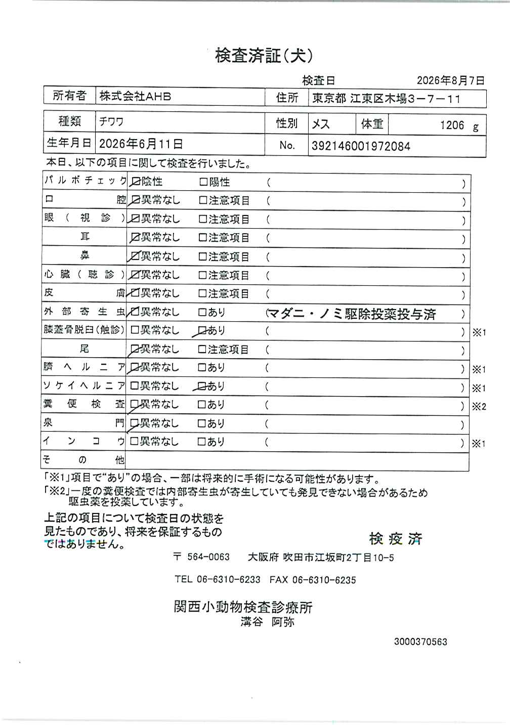 チワワ