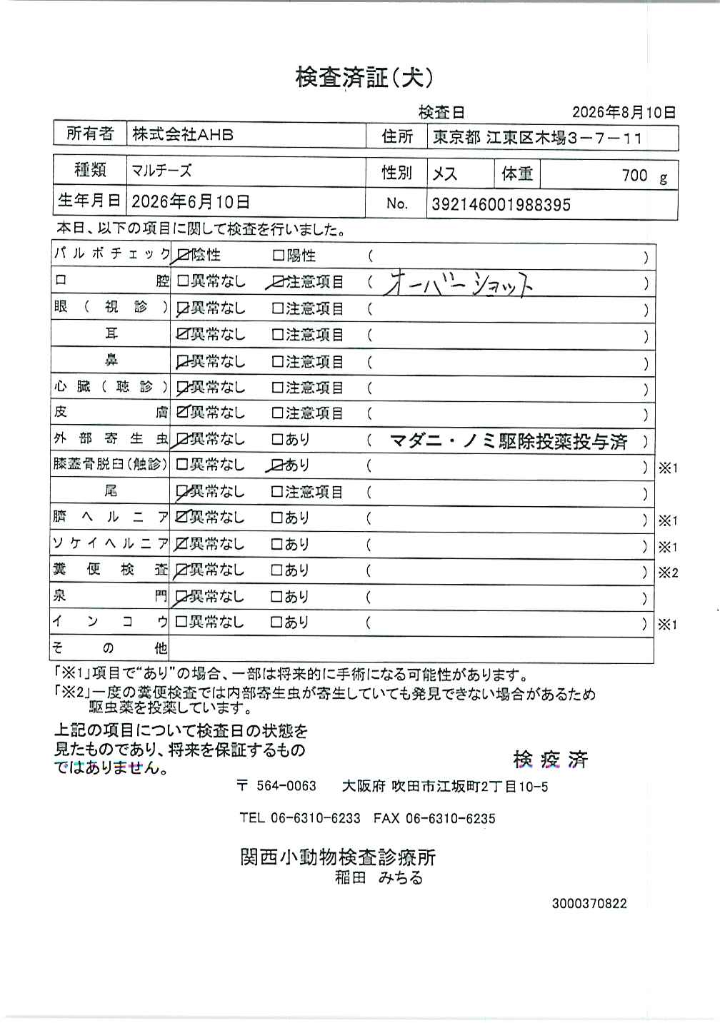 マルチーズ