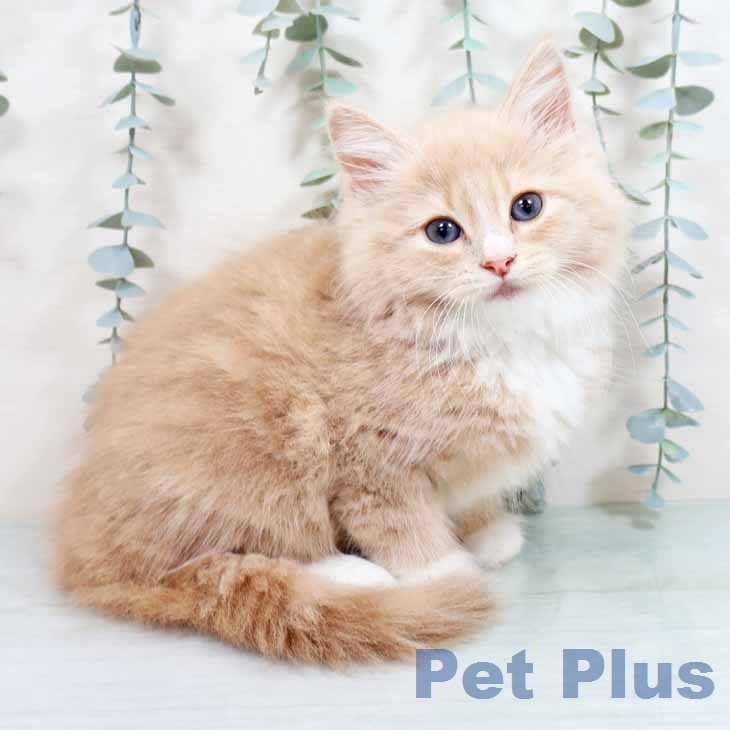 ノルウェージャンフォレストキャット