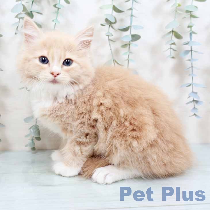 ノルウェージャンフォレストキャットの写真2