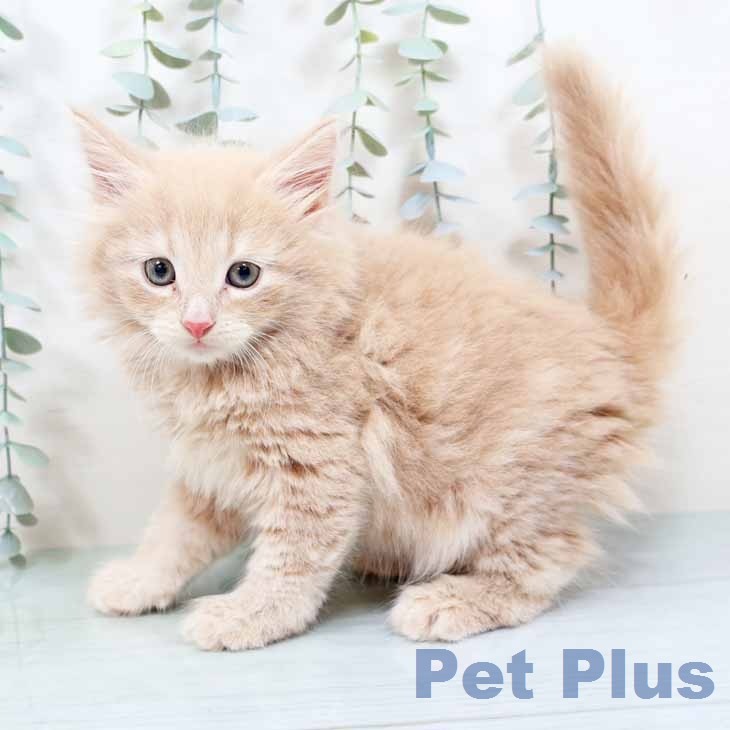 ノルウェージャンフォレストキャットの写真2