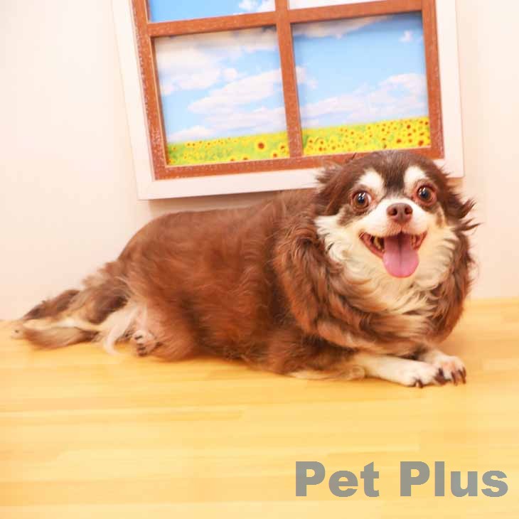 チワワの写真2