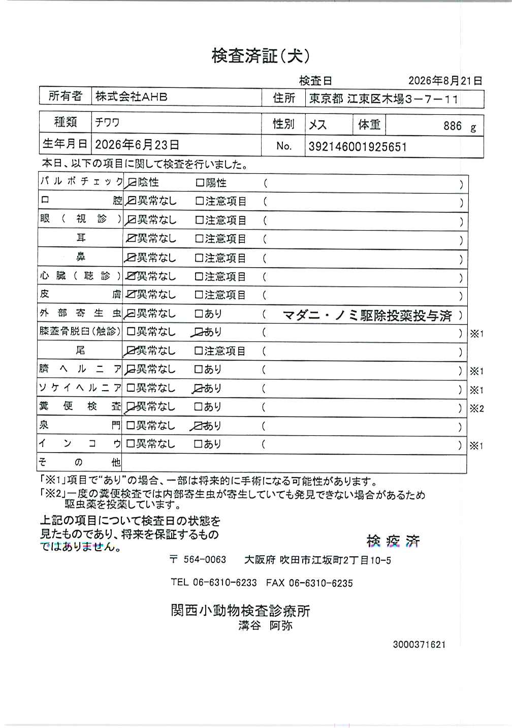 チワワ
