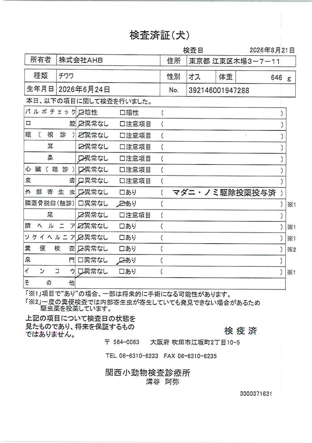 チワワ