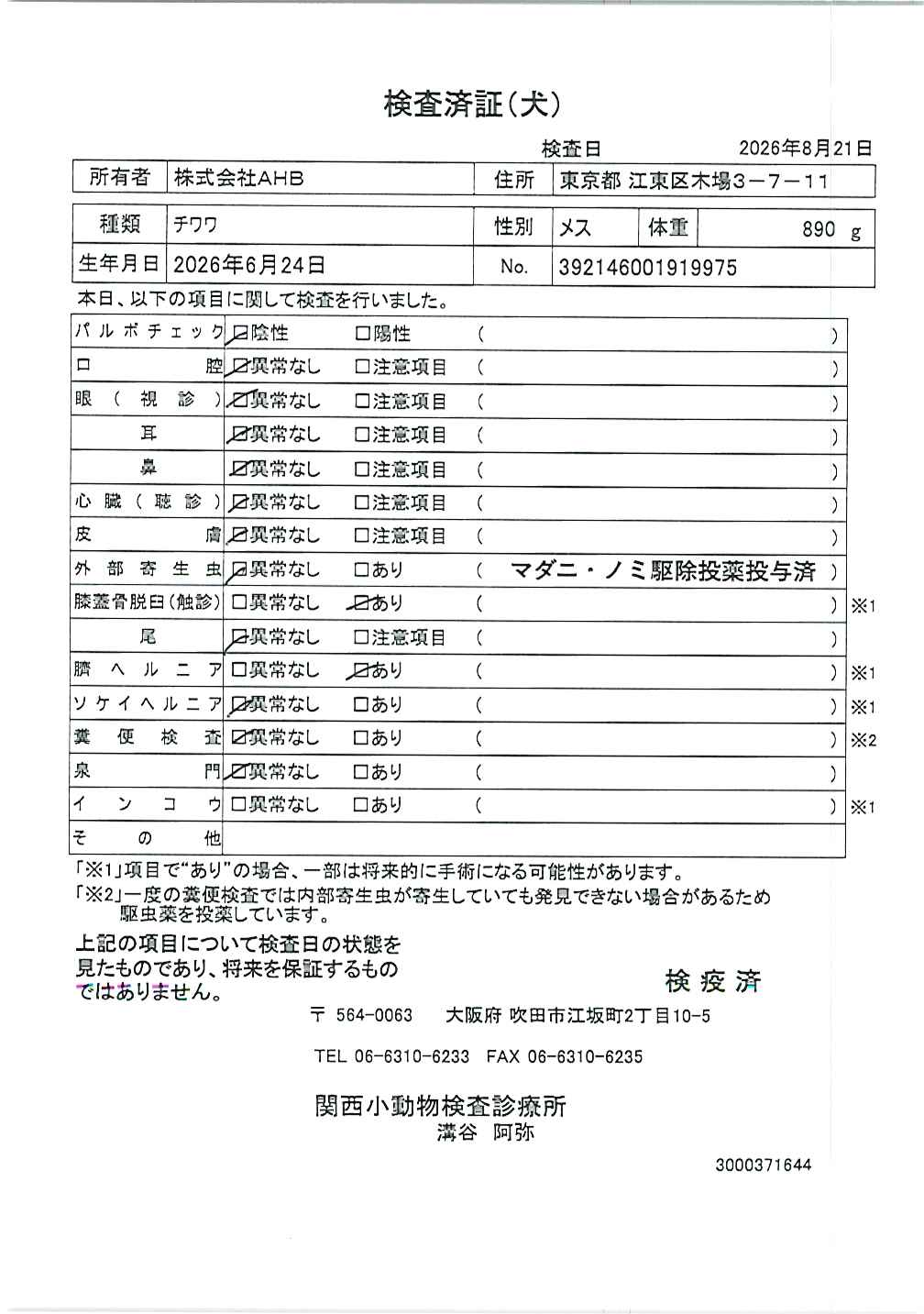 チワワ