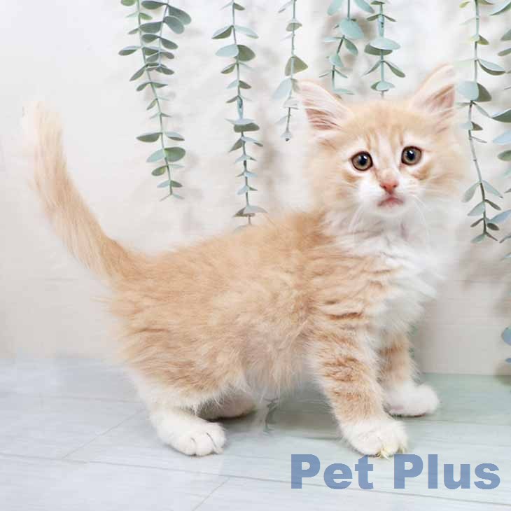 ノルウェージャンフォレストキャット