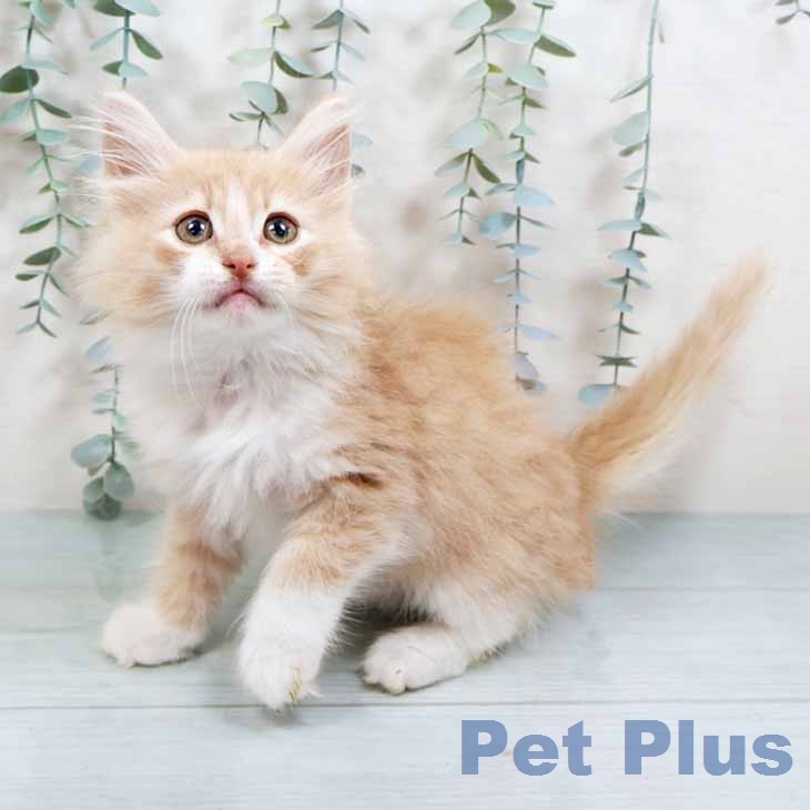 ノルウェージャンフォレストキャットの写真2
