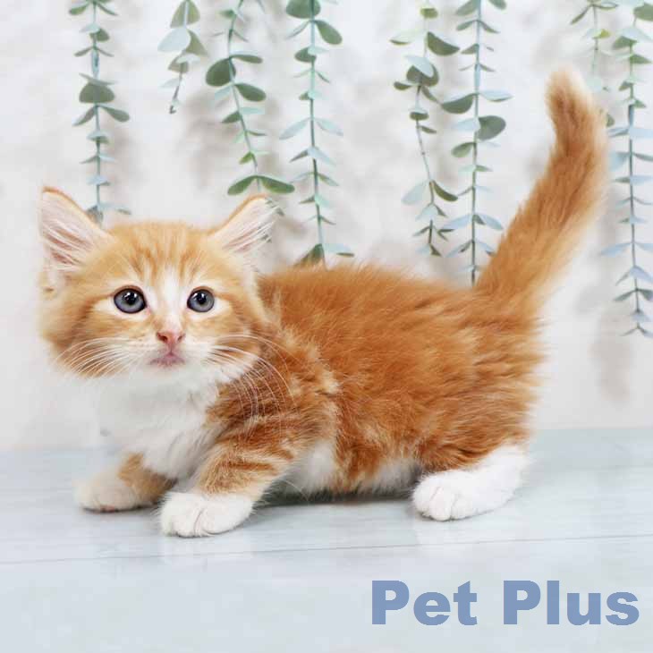 ノルウェージャンフォレストキャット