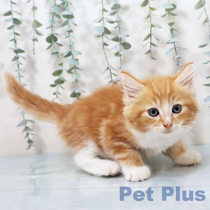 ノルウェージャンフォレストキャットの写真2