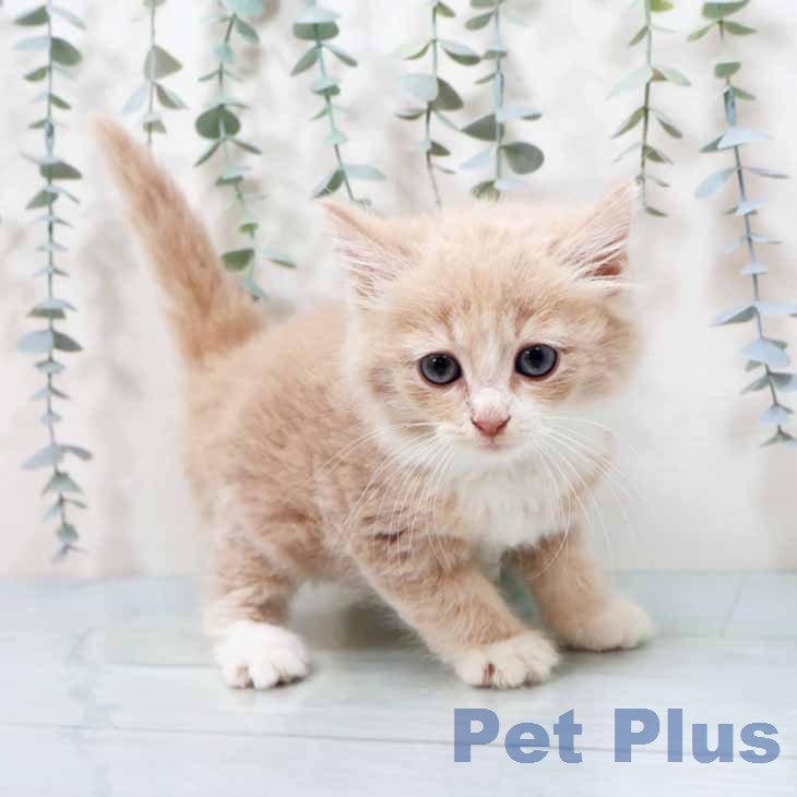 ノルウェージャンフォレストキャット