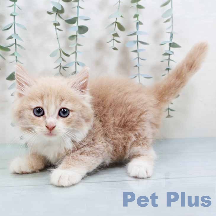 ノルウェージャンフォレストキャットの写真2