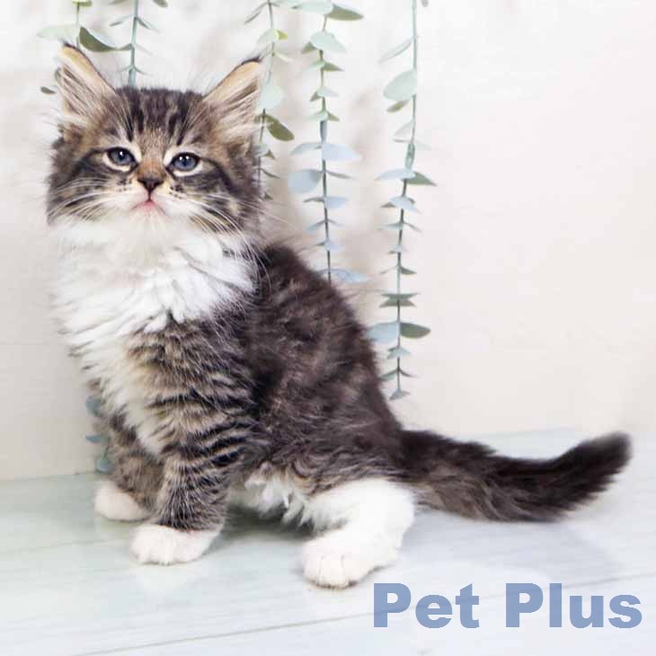 ノルウェージャンフォレストキャット
