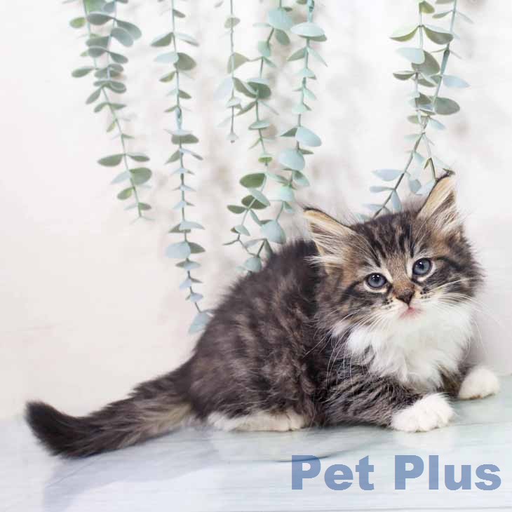 ノルウェージャンフォレストキャットの写真2