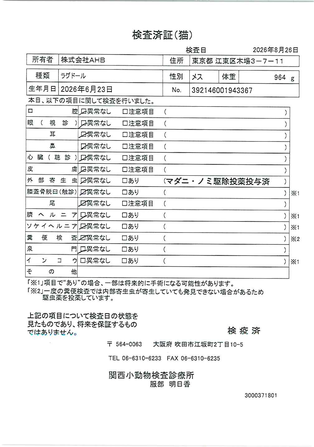 ラグドール
