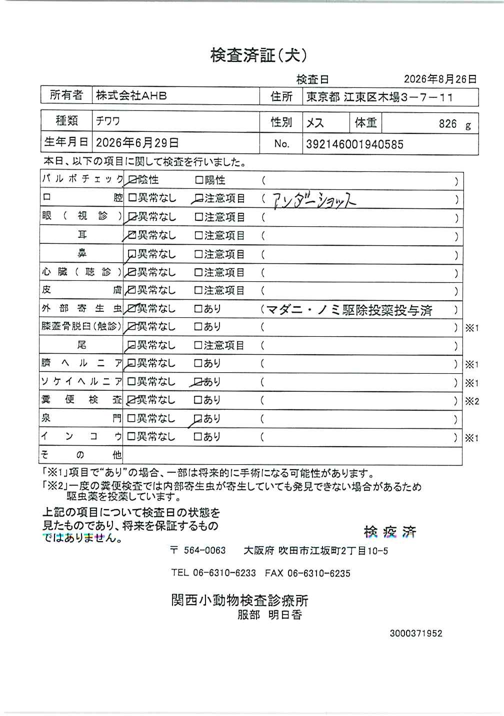 チワワ