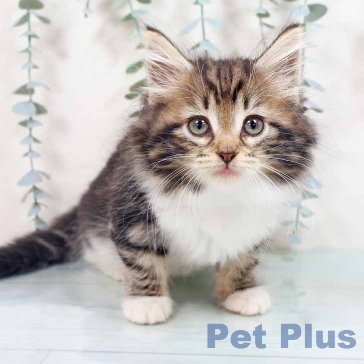 ノルウェージャンフォレストキャットの写真2
