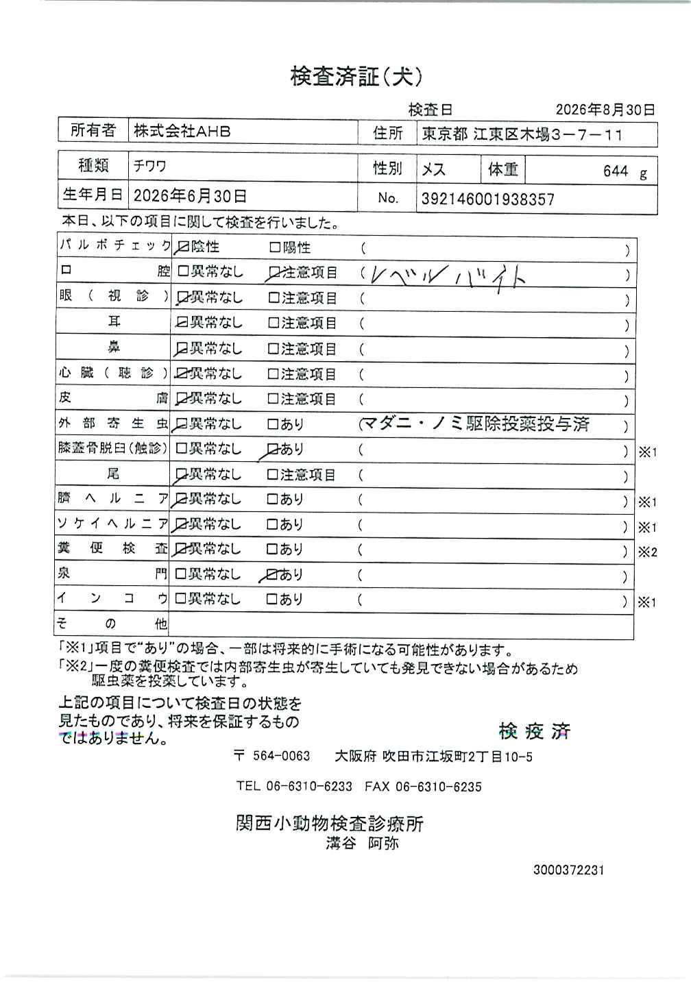 チワワ