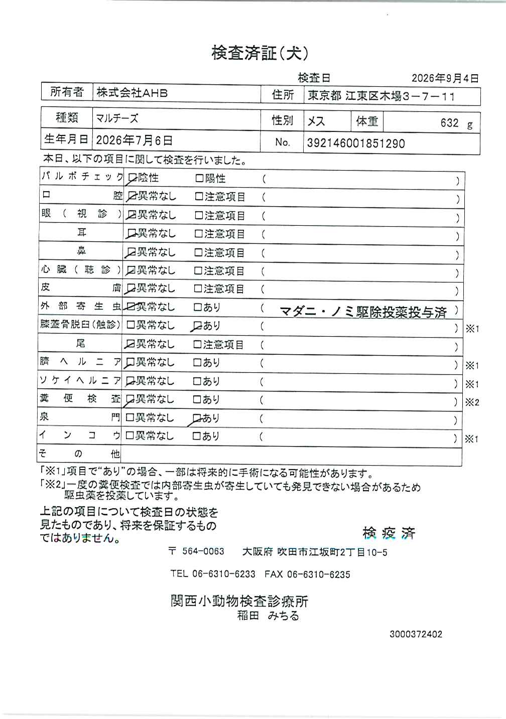 マルチーズ