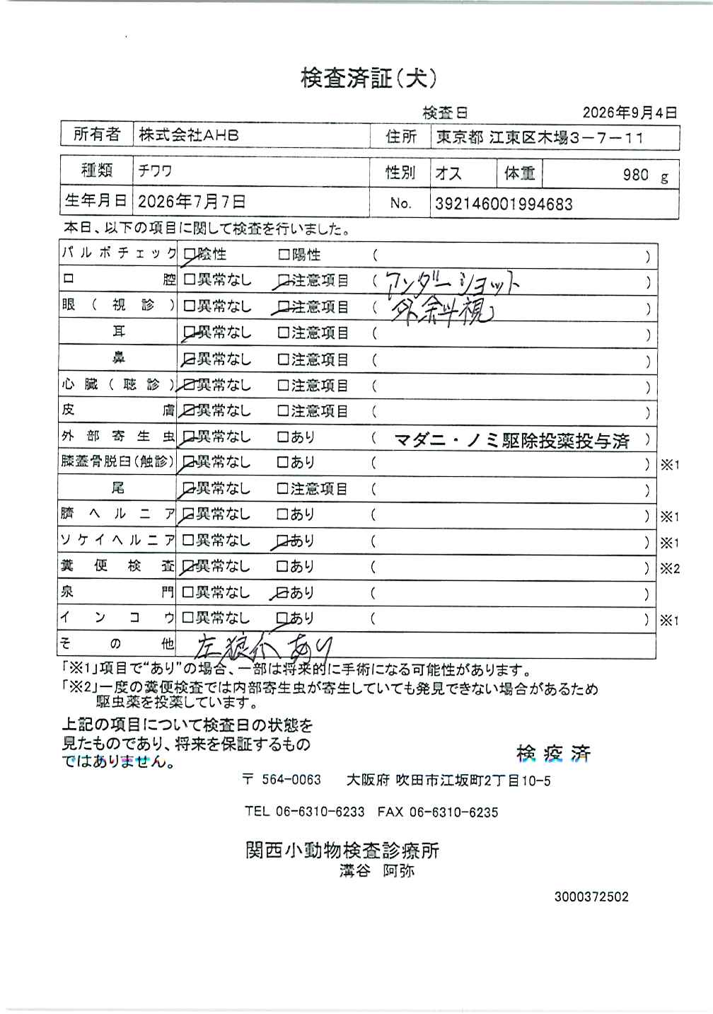 チワワ