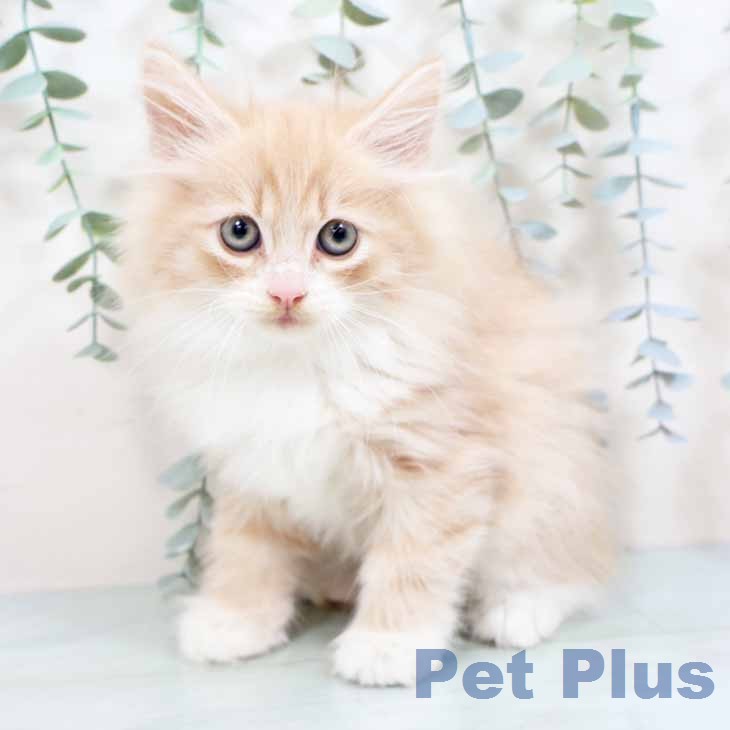 ノルウェージャンフォレストキャットの写真2