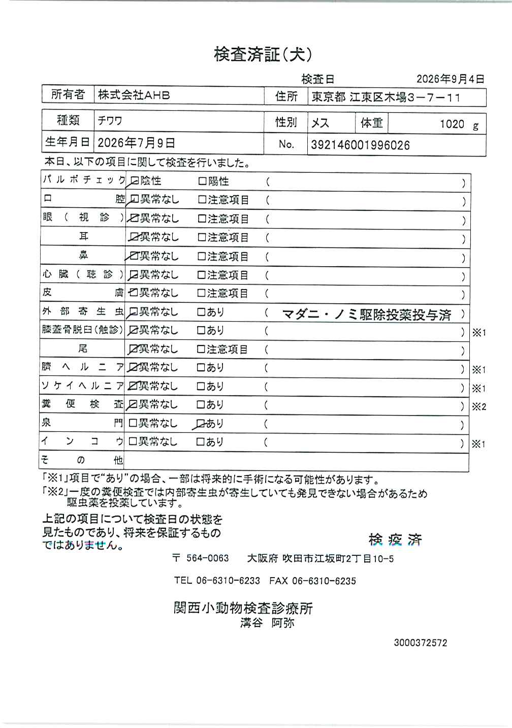 チワワ