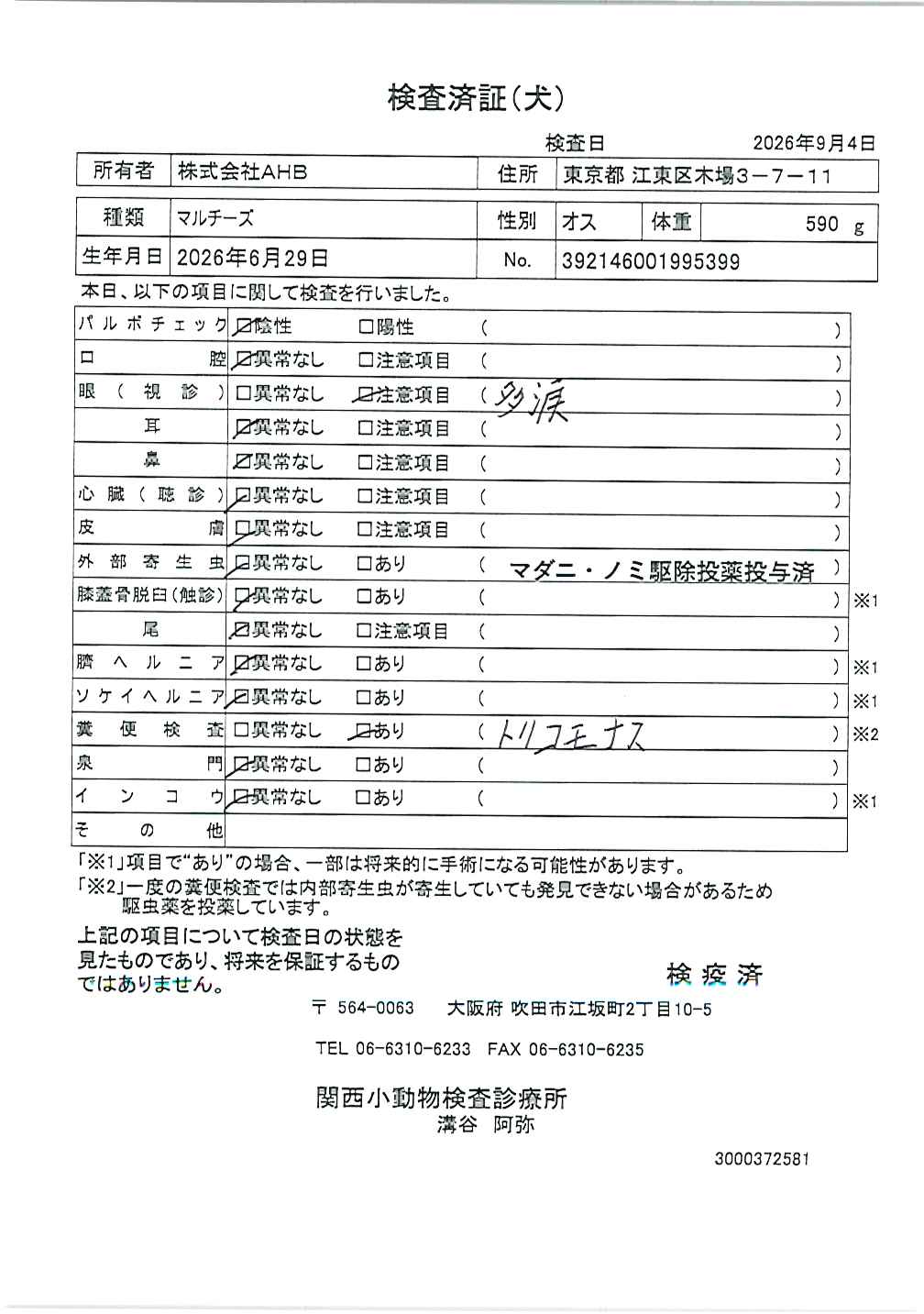 マルチーズ