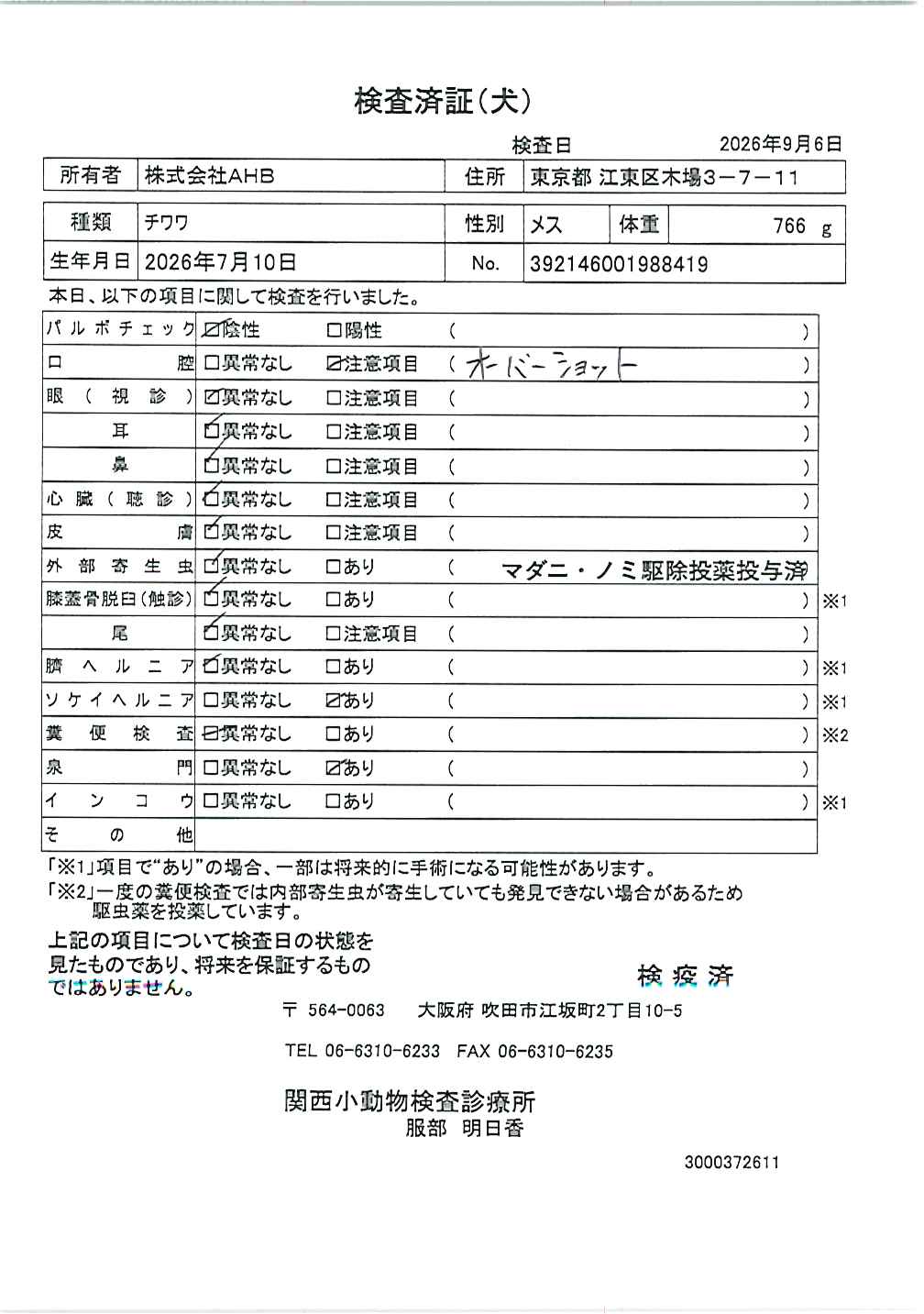 チワワ