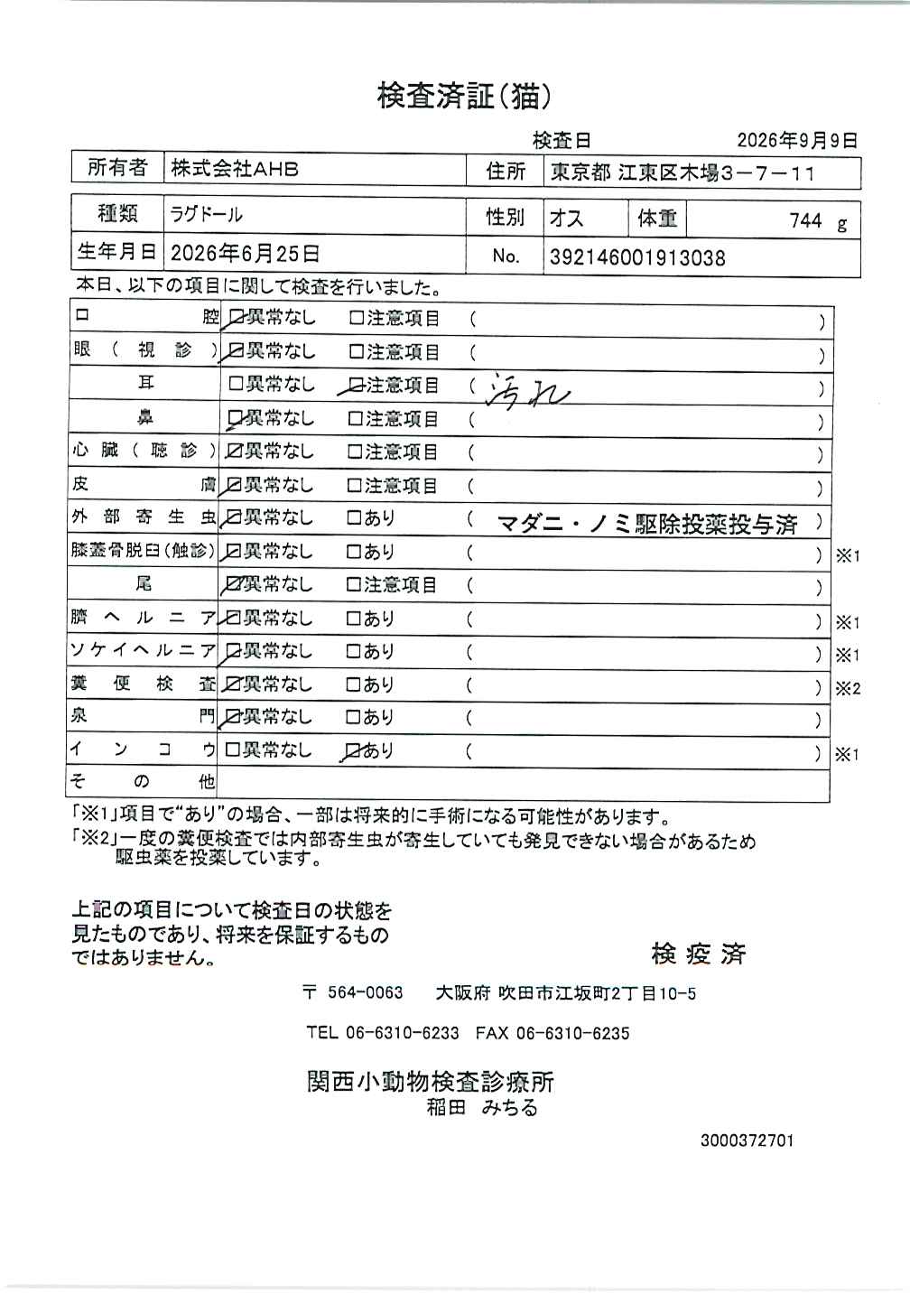 ラグドール