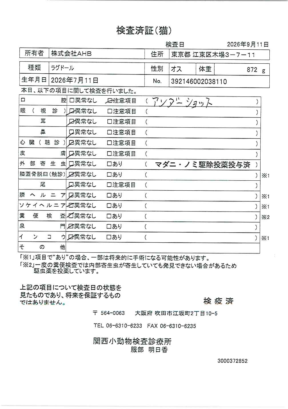 ラグドール