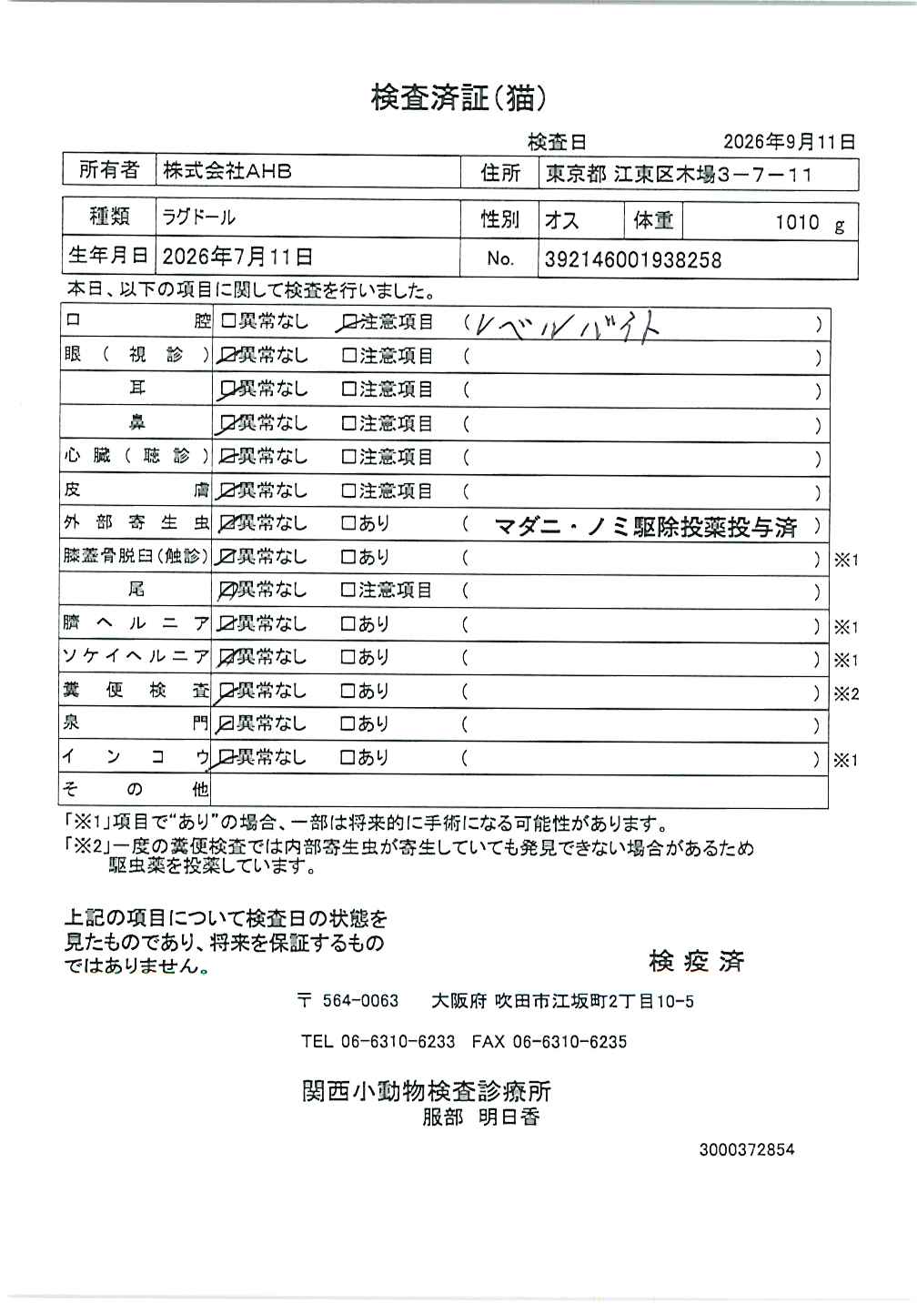 ラグドール