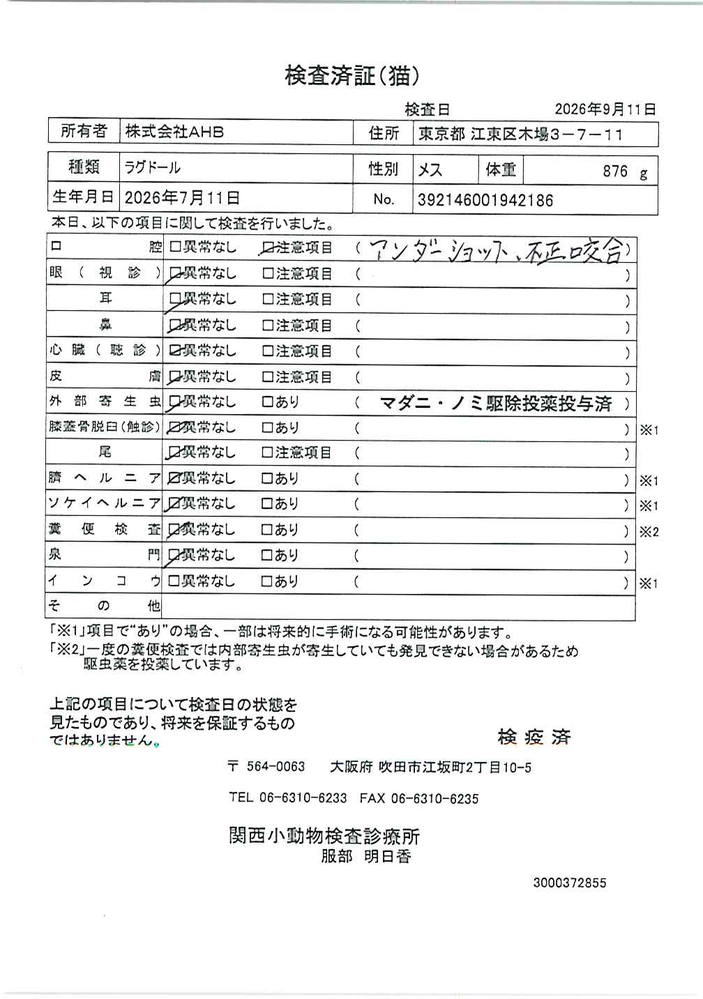 ラグドール