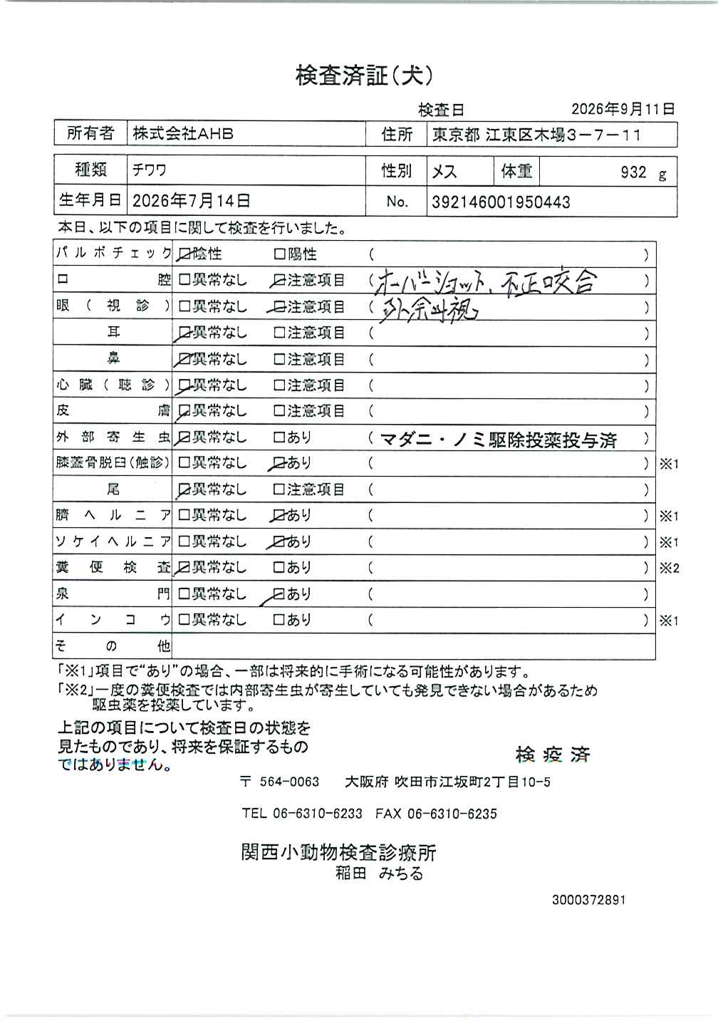 チワワ