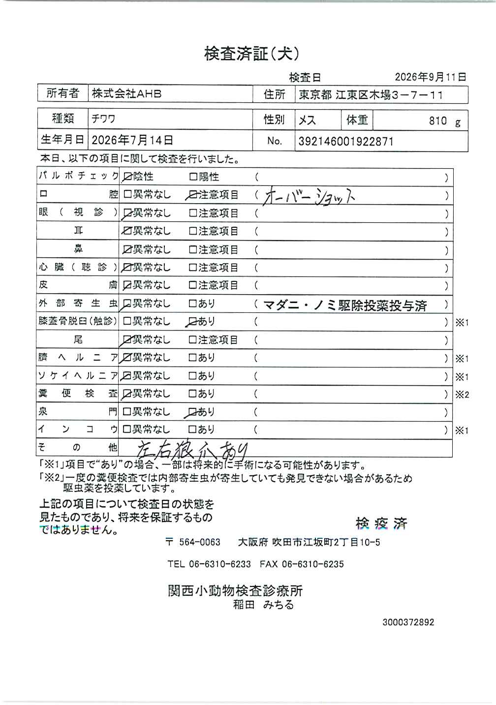 チワワ