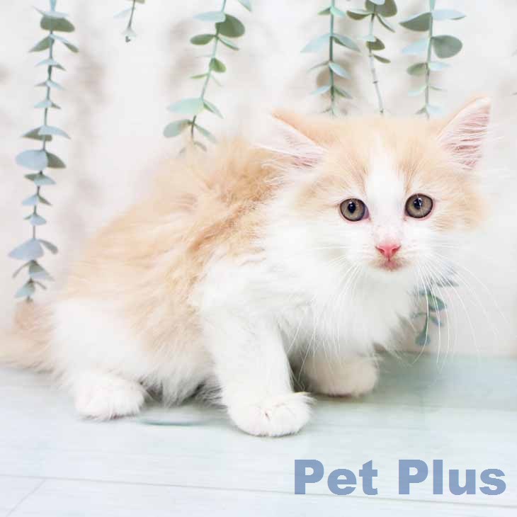 ノルウェージャンフォレストキャットの写真2