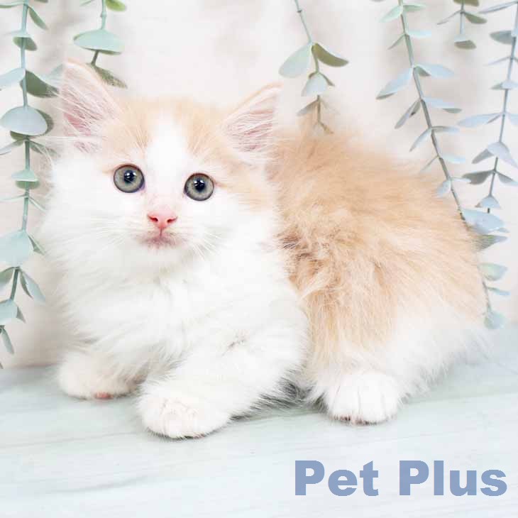 ノルウェージャンフォレストキャットの写真2