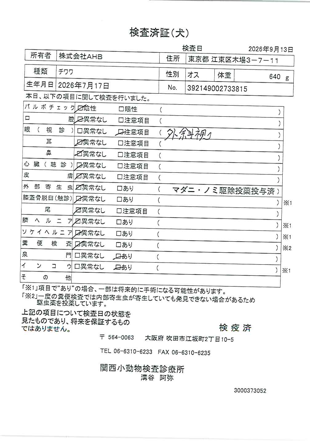 チワワ
