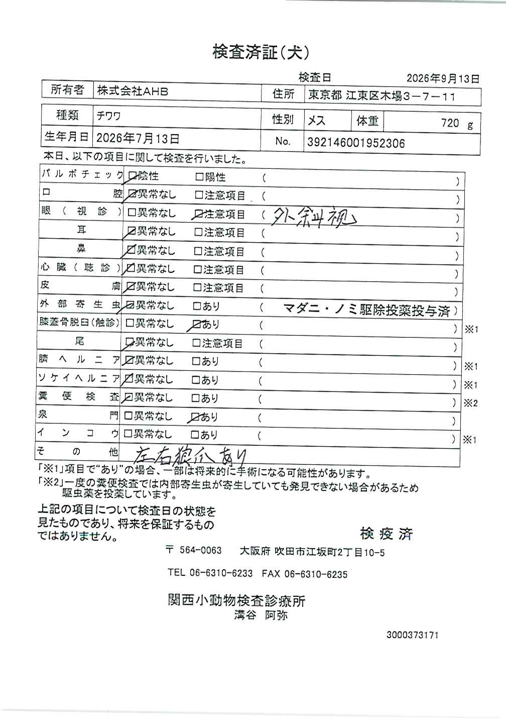 チワワ
