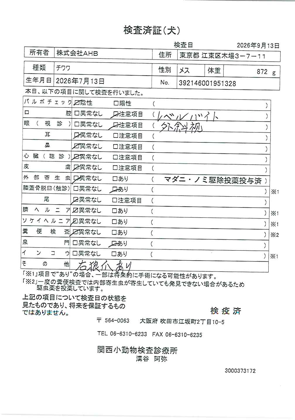 チワワ