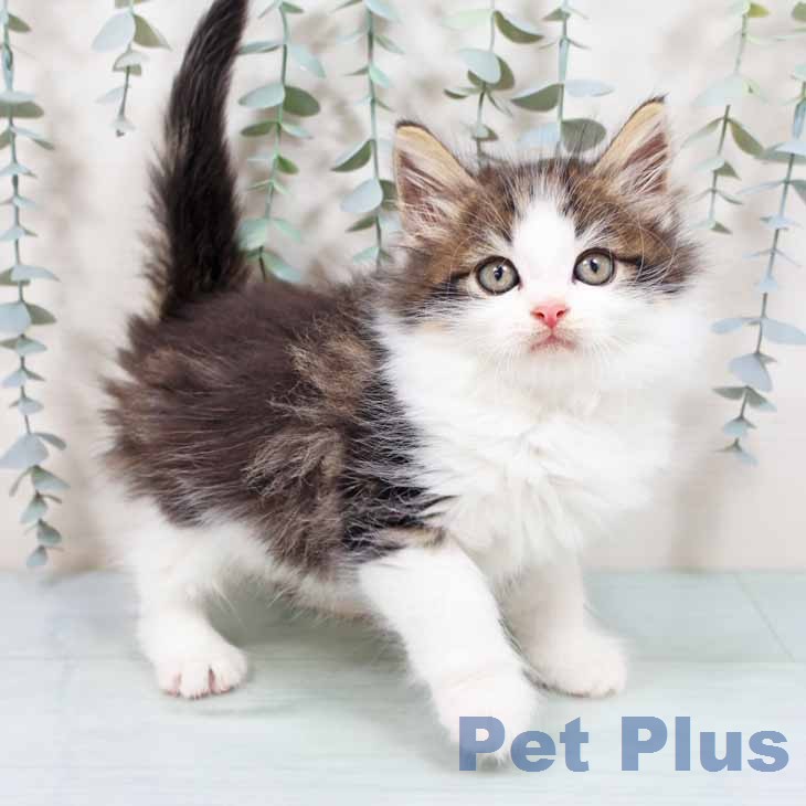 ノルウェージャンフォレストキャット