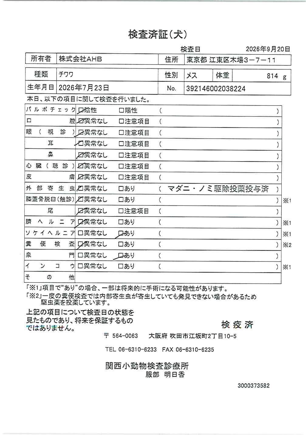 チワワ