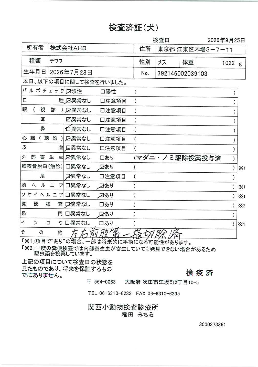 チワワ
